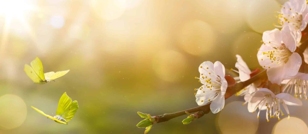 Coaching et accompagnement psychologique et psycho-émotionnel pour hypersensibles